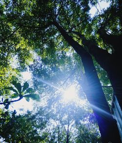 Low angle view of trees