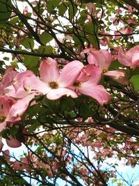 Low angle view of pink flowers blooming on tree