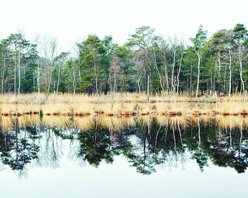 Reflection of trees in water