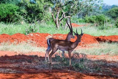 Side view of horse standing on field