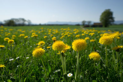 Close-up of yellow flowers growing in field