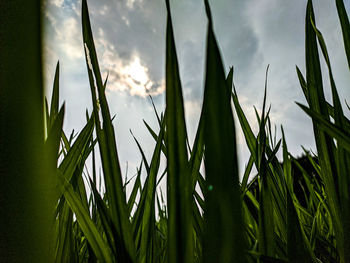Close-up of stalks in field against sky