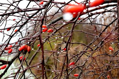 Low angle view of fruits on tree