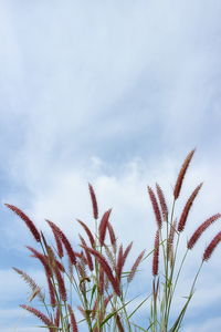 Low angle view of stalks against sky