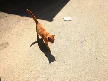 High angle view of bird on street