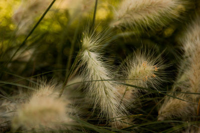 Close-up of dandelion growing on field