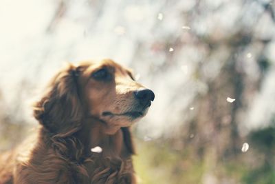 Close-up of dog