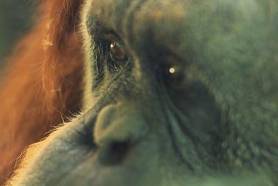 Close-up portrait of a dog