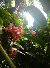 Low angle view of plants