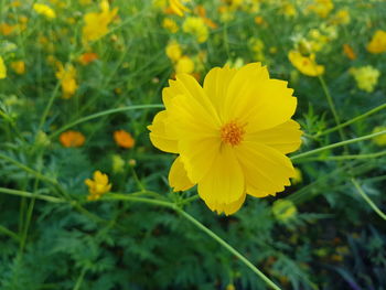 Close-up of yellow cosmos flower on field