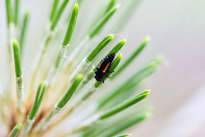 Close-up of insect on plant