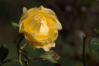 Close-up of yellow rose blooming outdoors