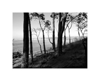 Bare trees against sky