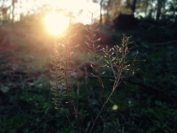 Close-up of plant growing on field during sunset