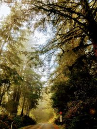 Road amidst trees in forest