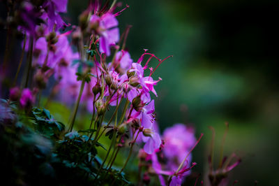 Close-up of pink flower