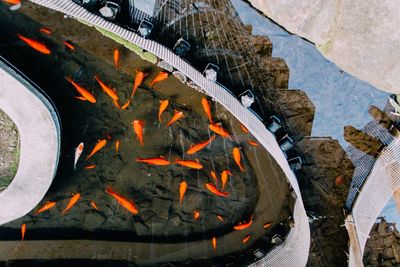 High angle view of koi carps swimming in artificial pond