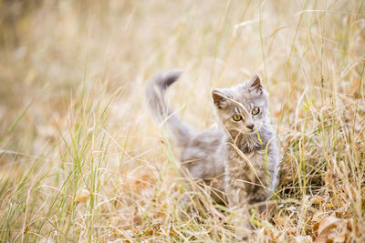 Portrait of a cat on field