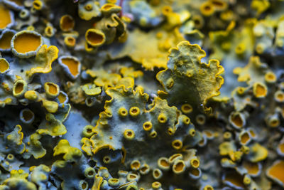 Full frame shot of yellow and leaves