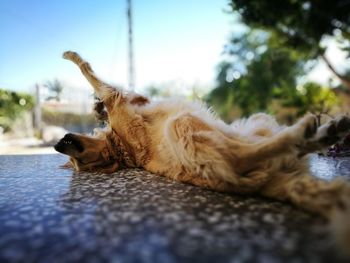 Close-up of dog lying down against sky