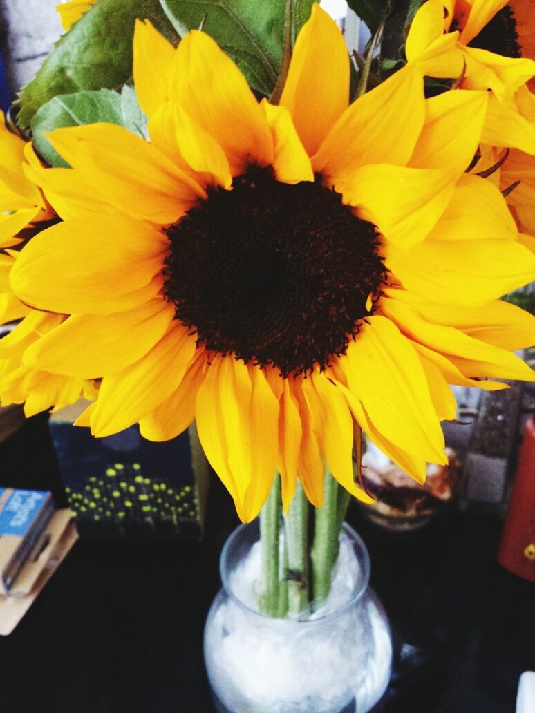 flower, petal, freshness, flower head, yellow, indoors, fragility, sunflower, vase, pollen, close-up, beauty in nature, potted plant, table, nature, flower arrangement, growth, blooming, plant, no people