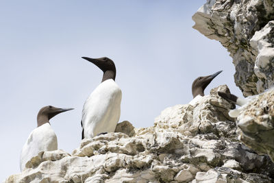 Low angle view of birds perching on rock