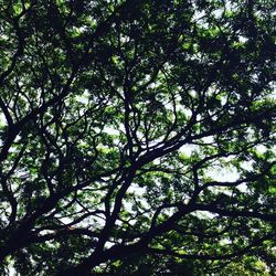 Low angle view of tree against sky