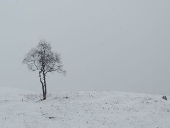 Bare tree on snow covered land against clear sky