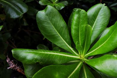 Close-up of wet leaves