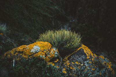 Close-up of yellow and rock on tree in forest