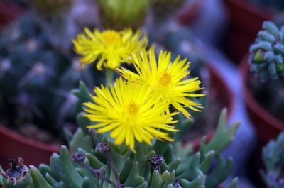 Close-up of yellow flowering plant