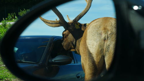 Close-up of deer on car