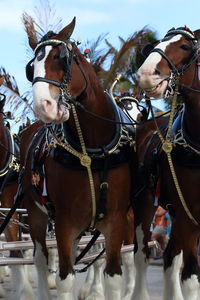 Horses on horse cart