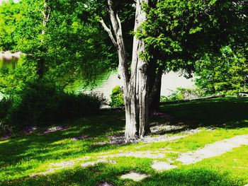 Trees on landscape