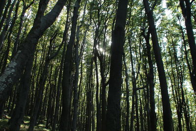 Low angle view of bamboo trees in forest