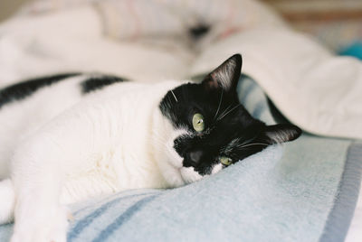 Close-up of cat lying on bed