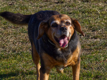 Portrait of  my dog looking away on field