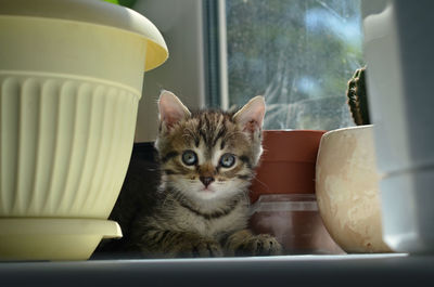 Portrait of cat sitting in kitchen