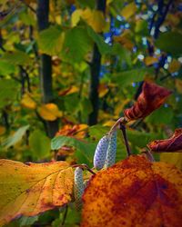 Close-up of autumn leaves on branch