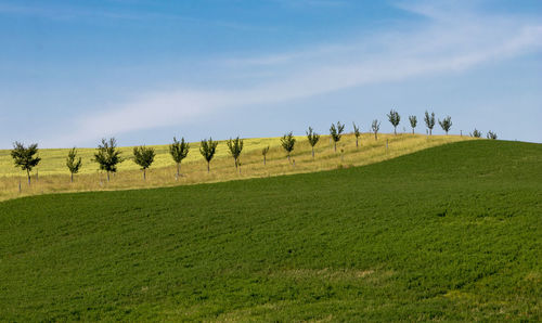 Scenic view of field against sky