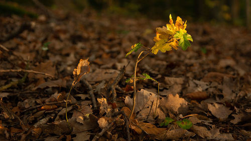 Close-up of dry leaves on field