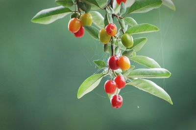 Close-up of berries growing on branch