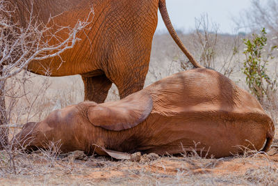 A young elephant sleeping on the ground