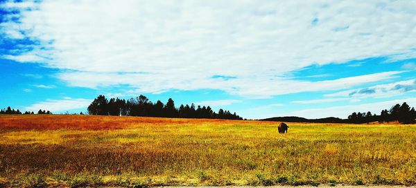 Scenic view of grassy field against cloudy sky