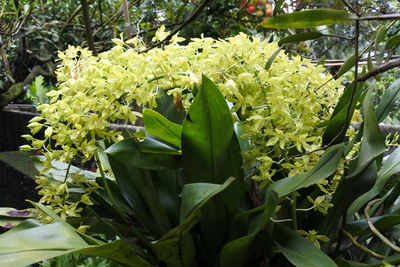 Close-up of white flowering plant