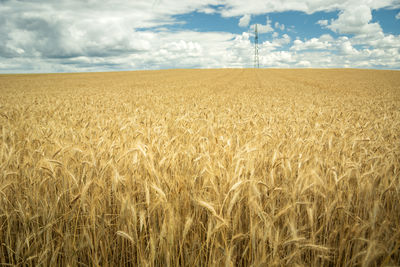 A huge field with golden grain and clouds in the blue sky