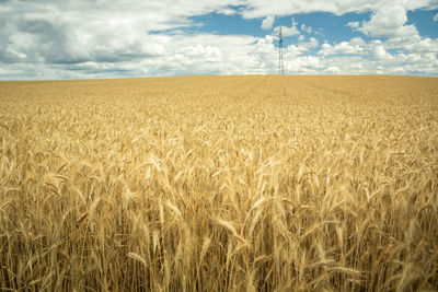 Scenic view of wheat field against sky