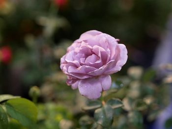 Close-up of pink rose