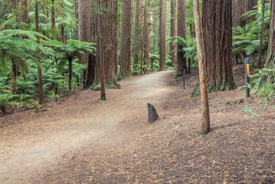 Dirt road amidst trees in forest