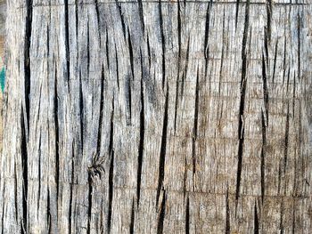 Full frame shot of tree trunk